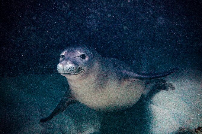 South Maui Shore Dive - Mike, Rose, and the human side of the trip