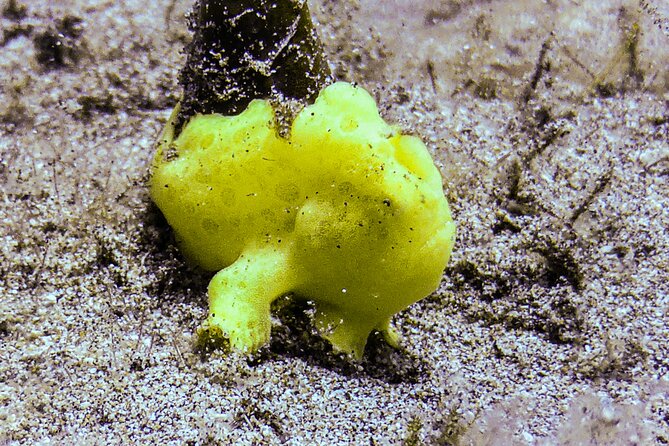 South Maui Shore Dive - Equipment, photos, snacks, and the second site