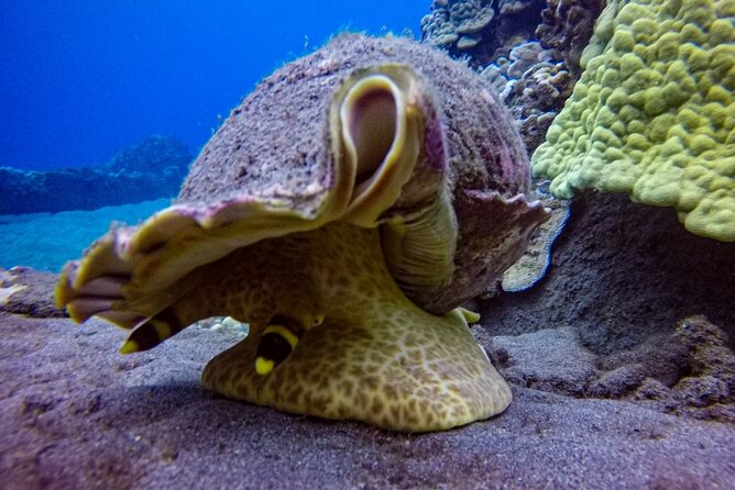 South Maui Shore Dive - The physical demands and timing after scuba