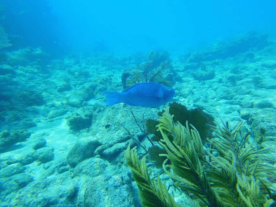 Southpoint Divers: Afternoon Reef Dive Trip - Starting at 606 Front Street in Key West