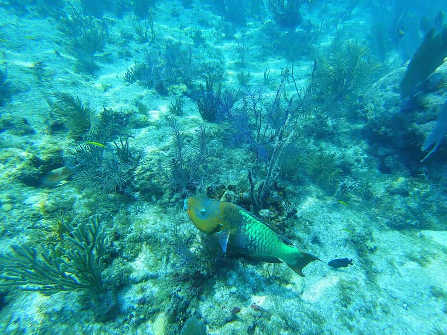 Southpoint Divers: Afternoon Reef Dive Trip - Letting conditions decide the reef