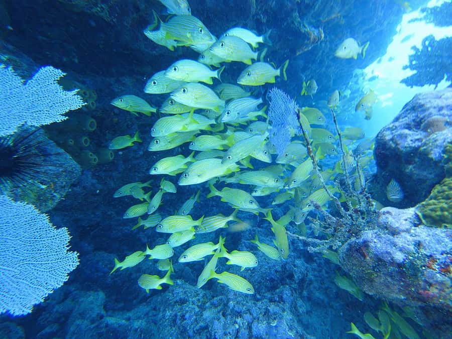 Southpoint Divers: Afternoon Reef Dive Trip - What the $124 price really covers