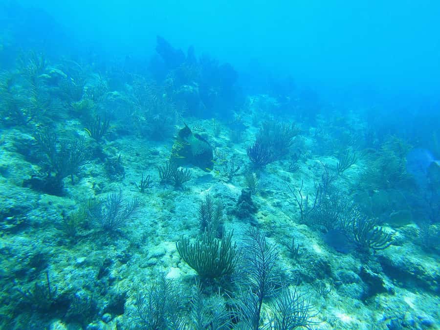 Southpoint Divers: Afternoon Reef Dive Trip - Bringing the whole family, with a few limits