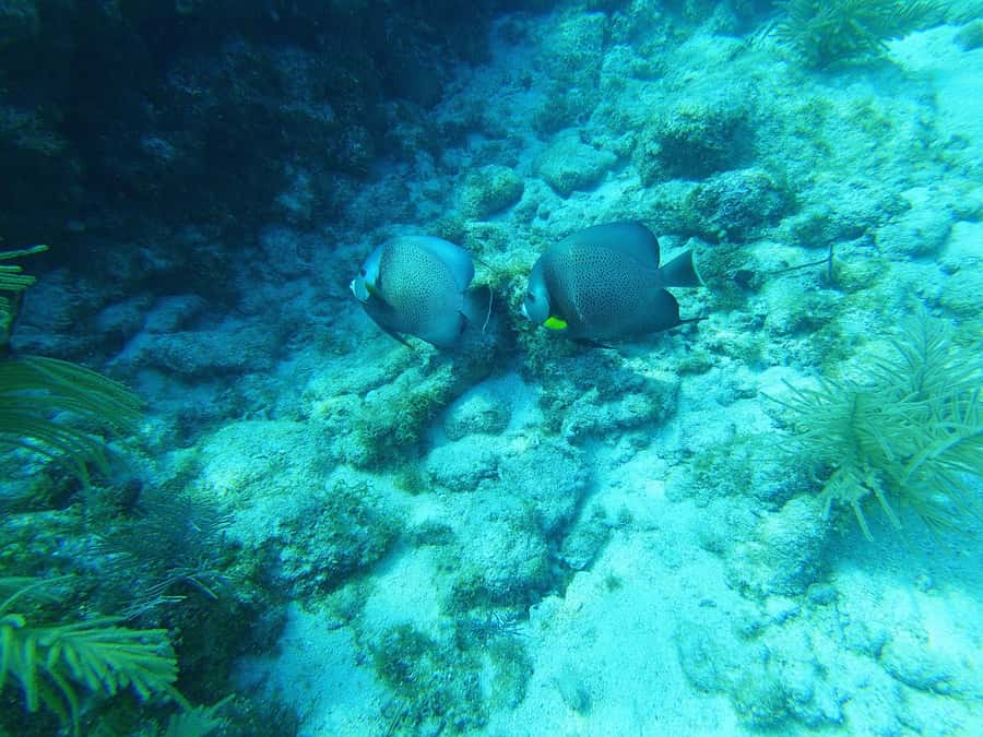 Southpoint Divers: Afternoon Reef Dive Trip - Gear, guide, wetsuit, and computer choices