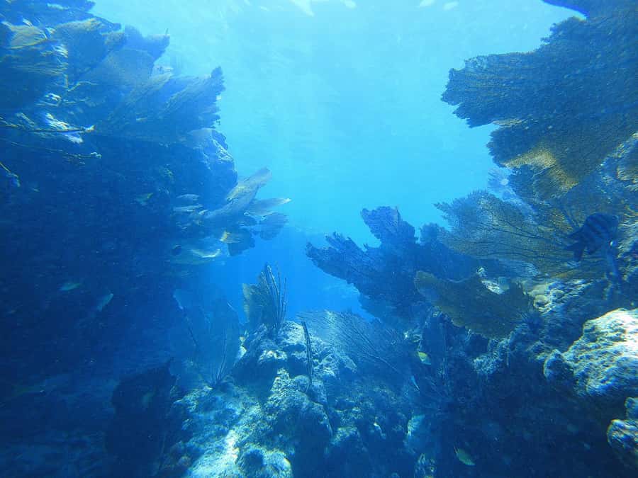 Southpoint Divers: Afternoon Reef Dive Trip - What I would pack for this afternoon outing