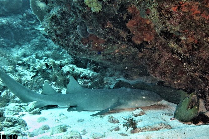 SPECIAL!! 2 Tank Wreck & Drift Reef dives - Key points to know before you book