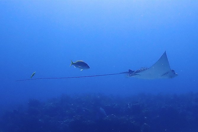 SPECIAL!! 2 Tank Wreck & Drift Reef dives - The C55 and C58 wrecks at 23 meters