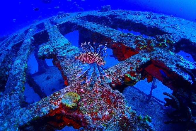 SPECIAL!! 2 Tank Wreck & Drift Reef dives - The second tank follows the reef current