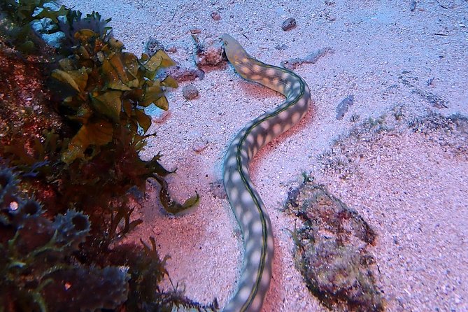 SPECIAL!! 2 Tank Wreck & Drift Reef dives - Timing, meeting point, and the half-day schedule
