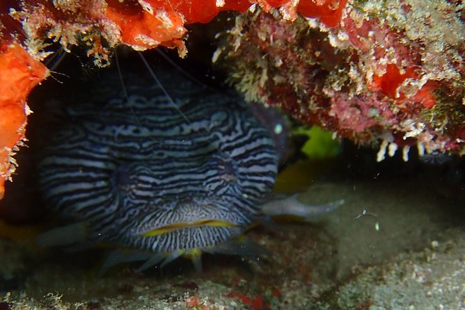 SPECIAL!! 2 Tank Wreck & Drift Reef dives - What the $125 price really covers