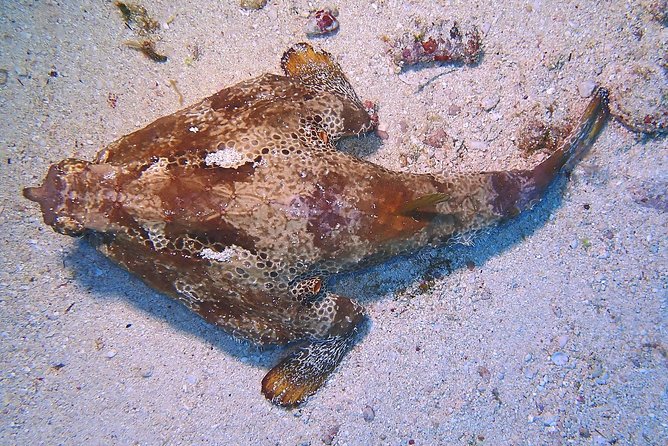 SPECIAL!! 2 Tank Wreck & Drift Reef dives - Who should book this outing