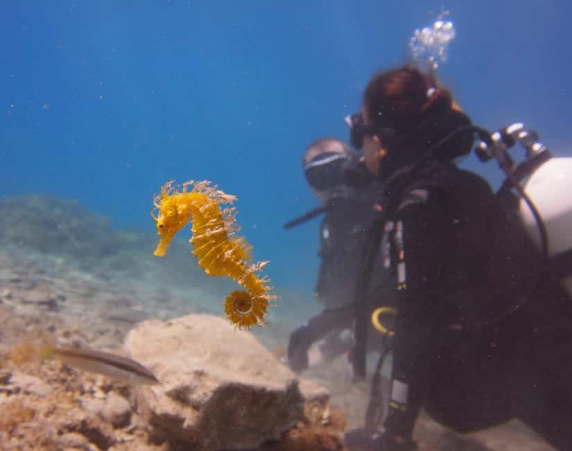 Split-Makarska-Brela Try SCUBA Dive - A first scuba session built around calm, not crowds