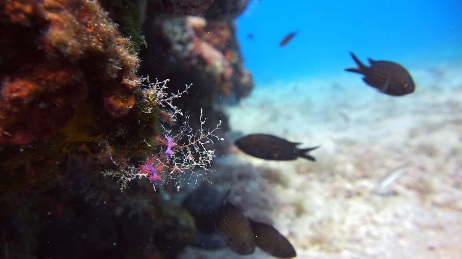 Split-Makarska-Brela Try SCUBA Dive - Underwater for at least 45 minutes