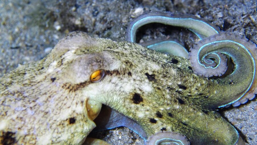 Split-Makarska-Brela Try SCUBA Dive - Why private instruction changes the feel