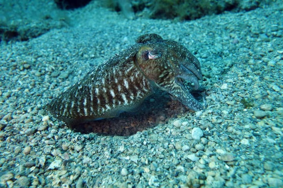 Split-Makarska-Brela Try SCUBA Dive - Is $176 a fair price?