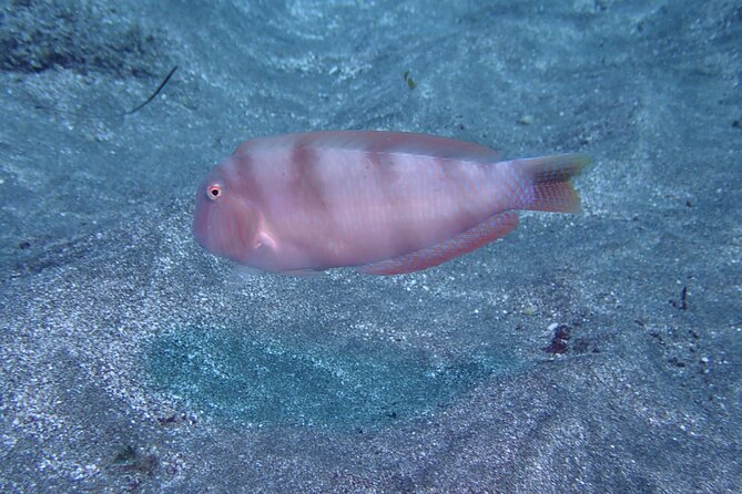 SSI basic diver In Tenerife - 2 Dives - What the five-hour Tenerife session is really about