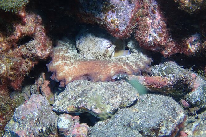 SSI basic diver In Tenerife - 2 Dives - Who should book this experience