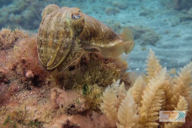 SSI Scuba Diver Course In Médano - Key points to know before booking