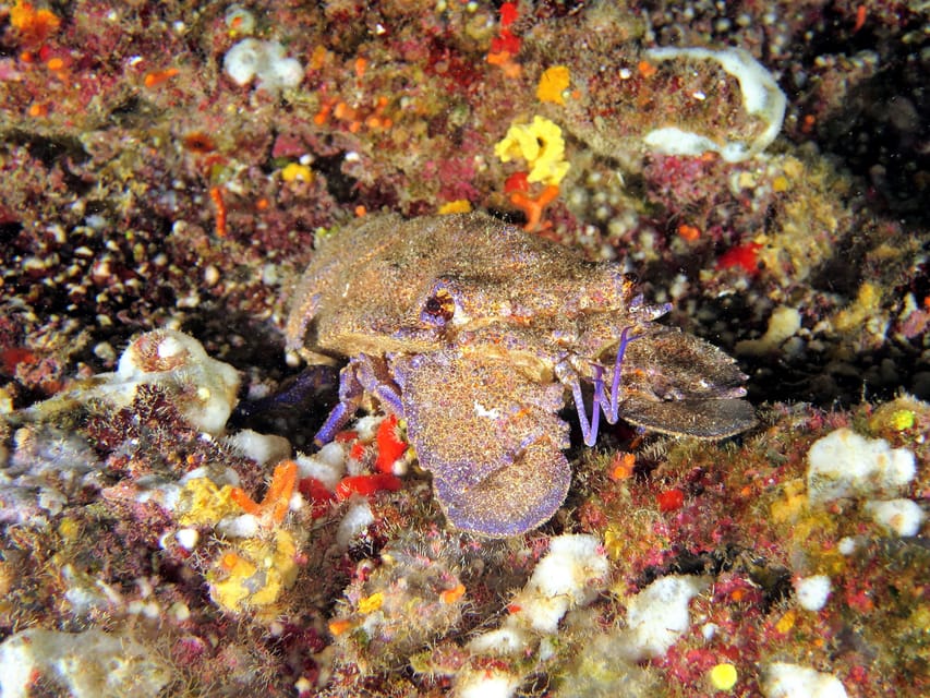 SSI Try Scuba Diving in the sea - Who will enjoy this experience most