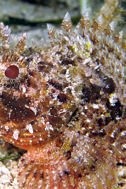 SSI Try Scuba Diving in the sea - Planning around flights and the rest of your holiday