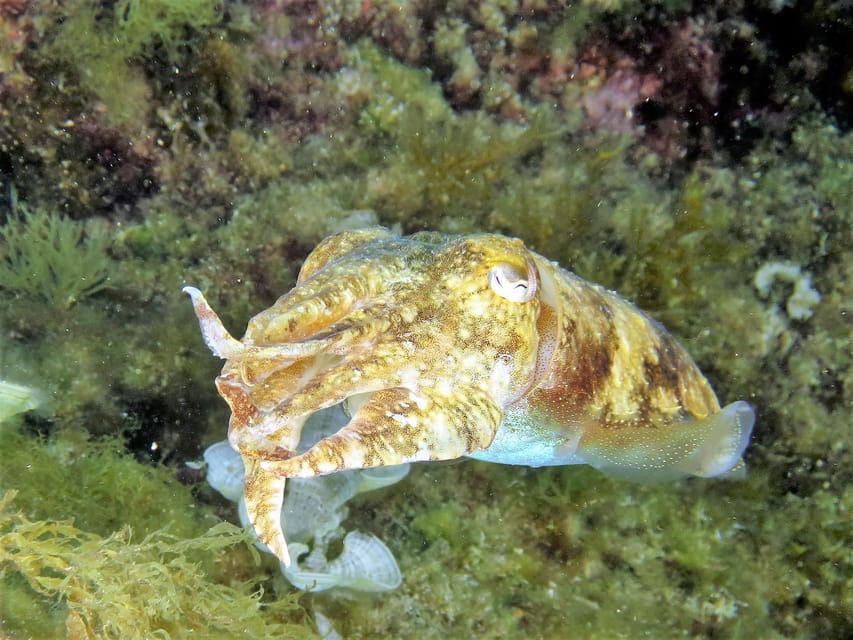 SSI Try Scuba Diving in the sea - Safety rules are part of the experience