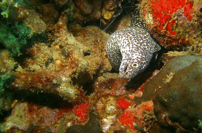 St Lucia Certified Scuba Diving Tour - From hotel pickup to Marigot Bay