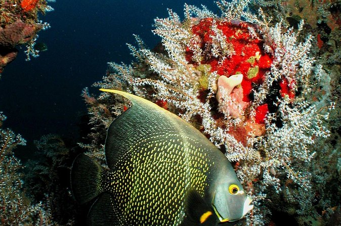 St Lucia Certified Scuba Diving Tour - The boat ride and the pace of the day