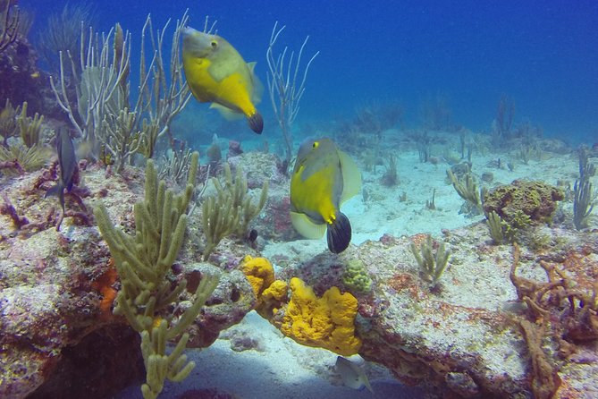 St Maarten Discover Scuba - Simpson Bay and Divi Bay offer different settings