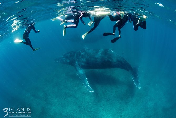 Swim with Humpback Whales - Ningaloo Reef - 3 Islands Whale Shark Dive - From Exmouth pickup to the first snorkel