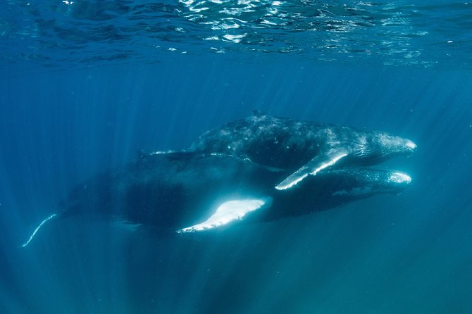 Swim with Humpback Whales - Ningaloo Reef - 3 Islands Whale Shark Dive - Food, drinks, and the value of the $430.35 price
