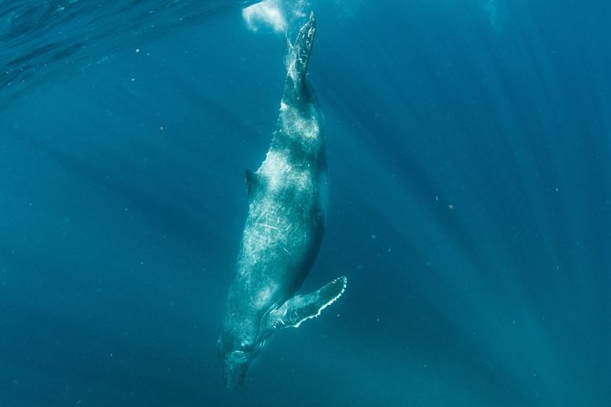 Swim with Humpback Whales - Ningaloo Reef - 3 Islands Whale Shark Dive - Staying comfortable for eight hours at sea