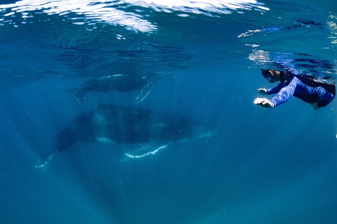 Swim with Humpback Whales - Ningaloo Reef - 3 Islands Whale Shark Dive - Who will enjoy this experience most