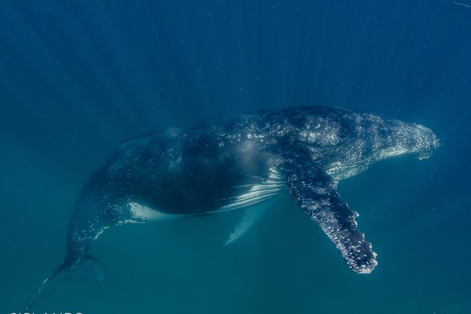 Swim with Humpback Whales - Ningaloo Reef - 3 Islands Whale Shark Dive - The cancellation detail that matters