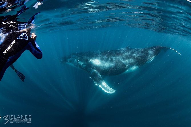 Swim with Humpback Whales - Ningaloo Reef - 3 Islands Whale Shark Dive - How the spotter plane changes the day