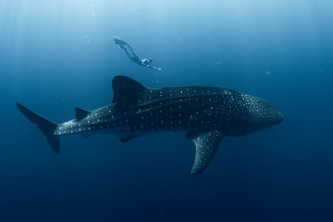 Swim with Whale Sharks in the Ningaloo Reef: 3 Island Shark Dive - A smooth start from Exmouth at 9:00 am