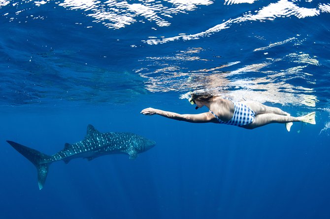 Swim with Whale Sharks in the Ningaloo Reef: 3 Island Shark Dive - Following the spotter plane to the whale sharks