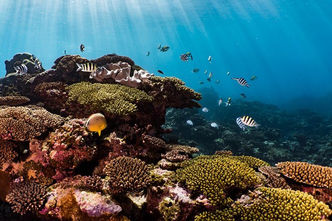Swim with Whale Sharks in the Ningaloo Reef: 3 Island Shark Dive - Repeated swims make the price easier to understand
