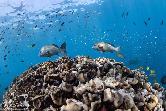 Swim with Whale Sharks in the Ningaloo Reef: 3 Island Shark Dive - The safety setup deserves attention