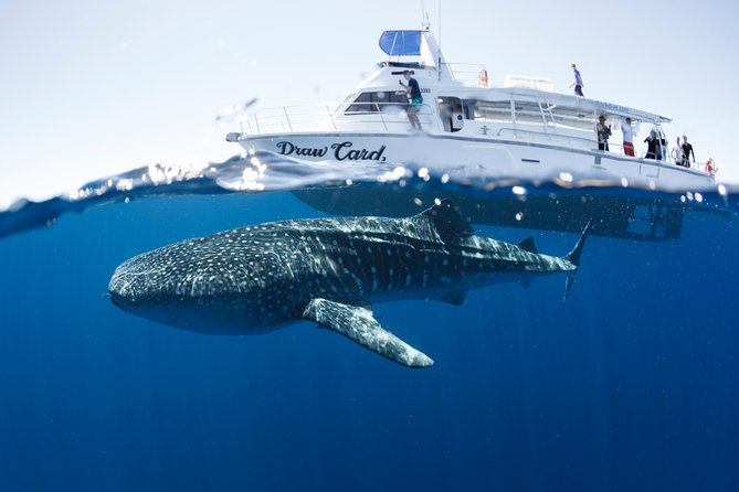 Swim with Whale Sharks in the Ningaloo Reef: 3 Island Shark Dive - Meals, drinks, and the celebratory finish