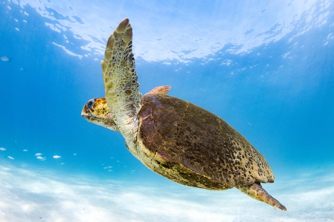 Swim with Whale Sharks in the Ningaloo Reef: 3 Island Shark Dive - Your first reef snorkel sets the pace
