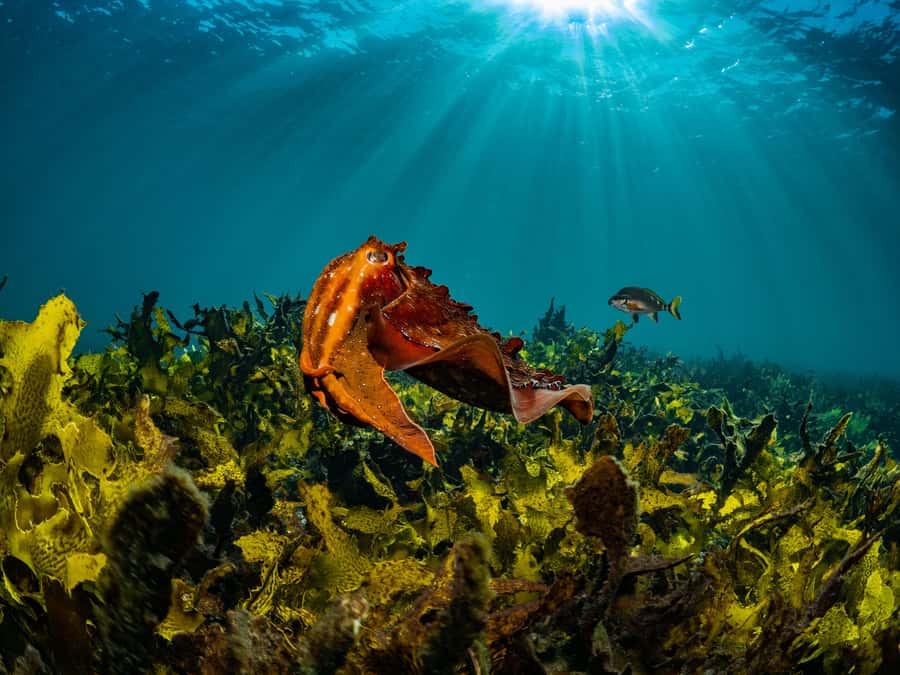 Sydney: Discover Scuba Dive at Australia's most Iconic Beach - Health rules and timing after the session