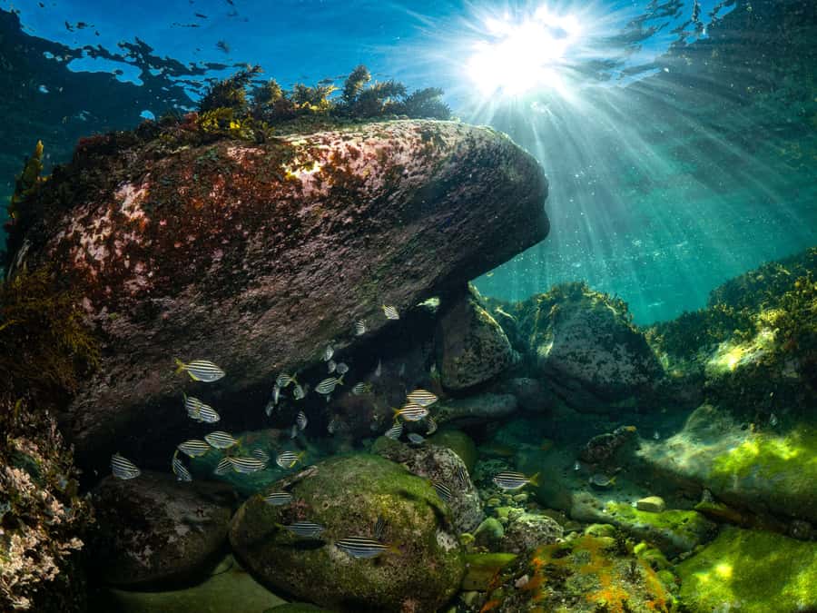 Sydney: Discover Scuba Dive at Australia's most Iconic Beach - Should you book it?