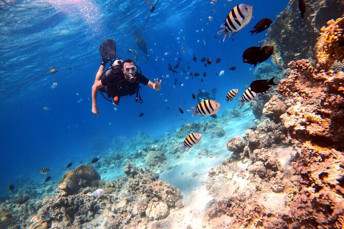 Take advantage of a half-day boat dive experience in Red sea of Aqaba. - Photos and video you do not need to arrange yourself