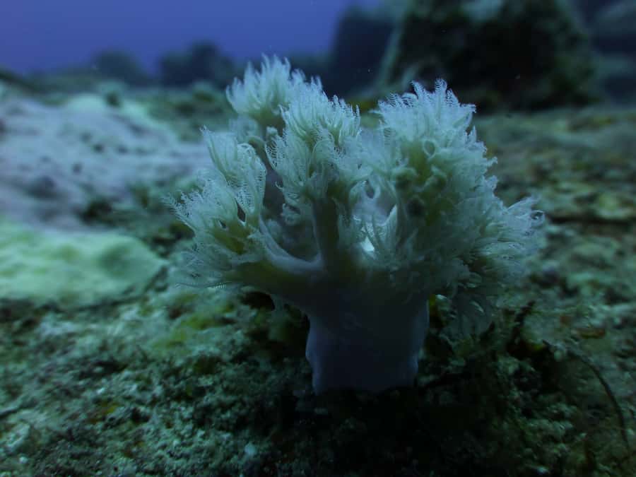 Tamarin Bay: Beginners Scuba Diving Experience - Key points to know before you book