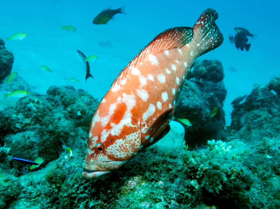 Tamarin Bay: Beginners Scuba Diving Experience - What you might see beneath the surface