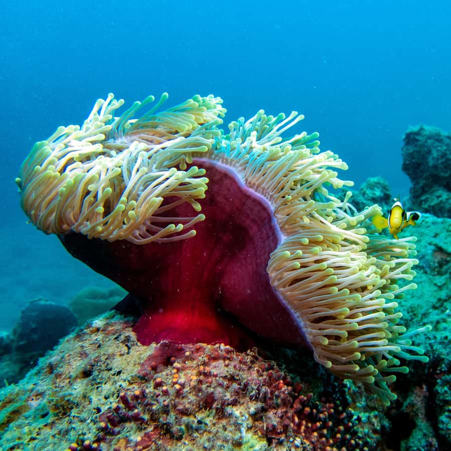 Tamarin: Exploration Dive - Key points to know before booking