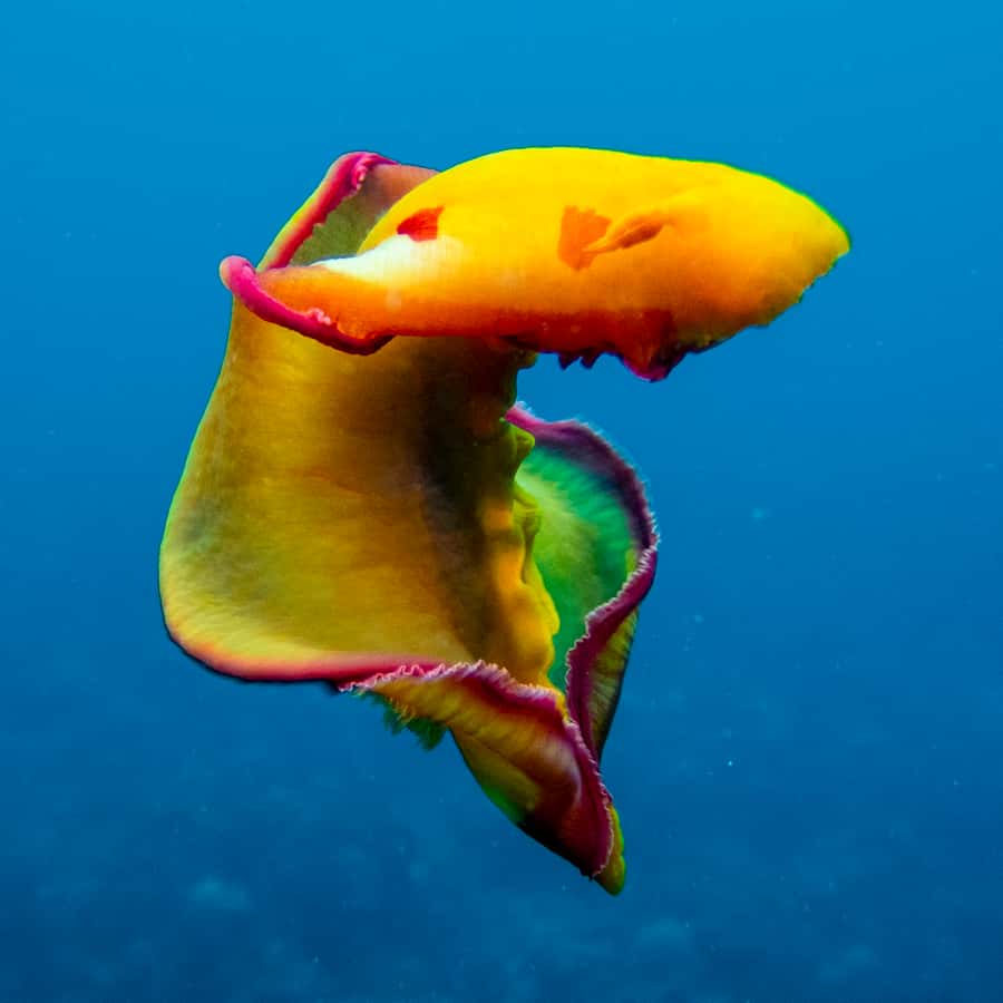 Tamarin: Exploration Dive - A local-style outing from Veranda Tamarin Hotel