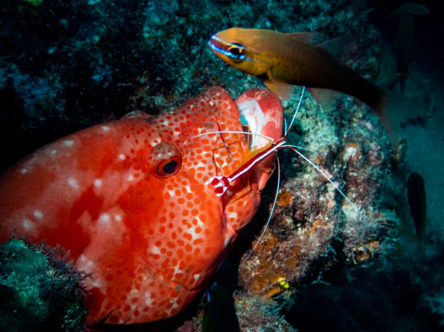 Tamarin: Exploration Dive - What happens during the underwater session