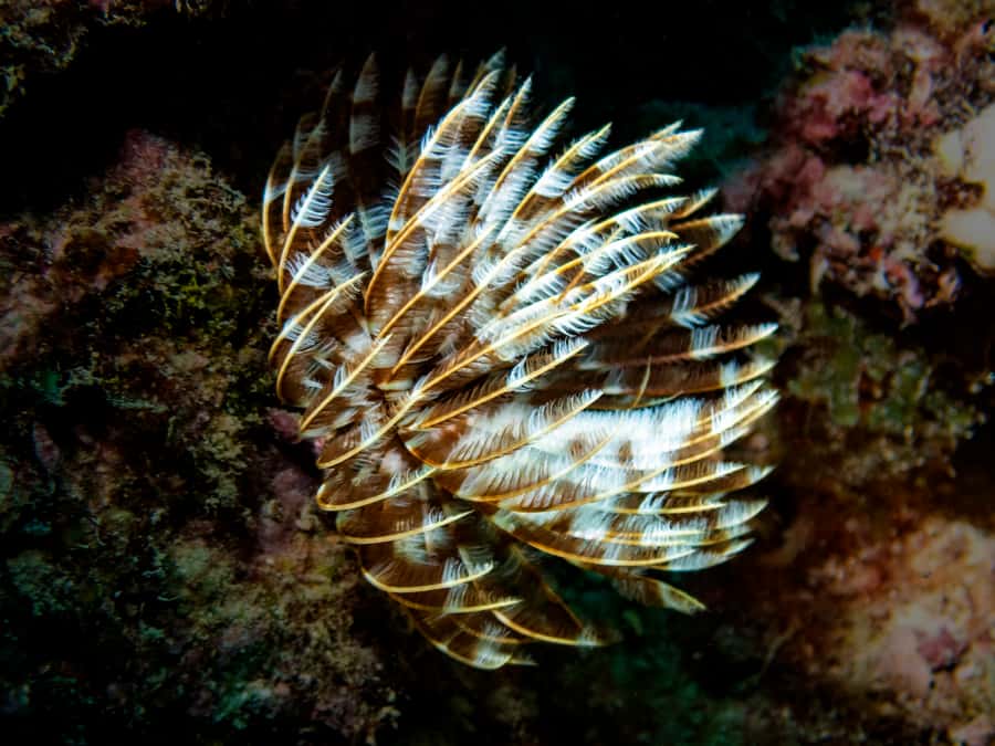 Tamarin: Exploration Dive - The value of a group limited to eight