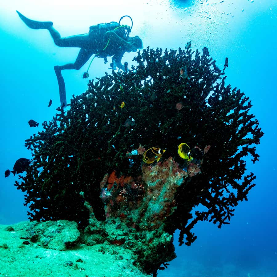Tamarin: Exploration Dive - Meeting Lhokeet Bhaya and the local team